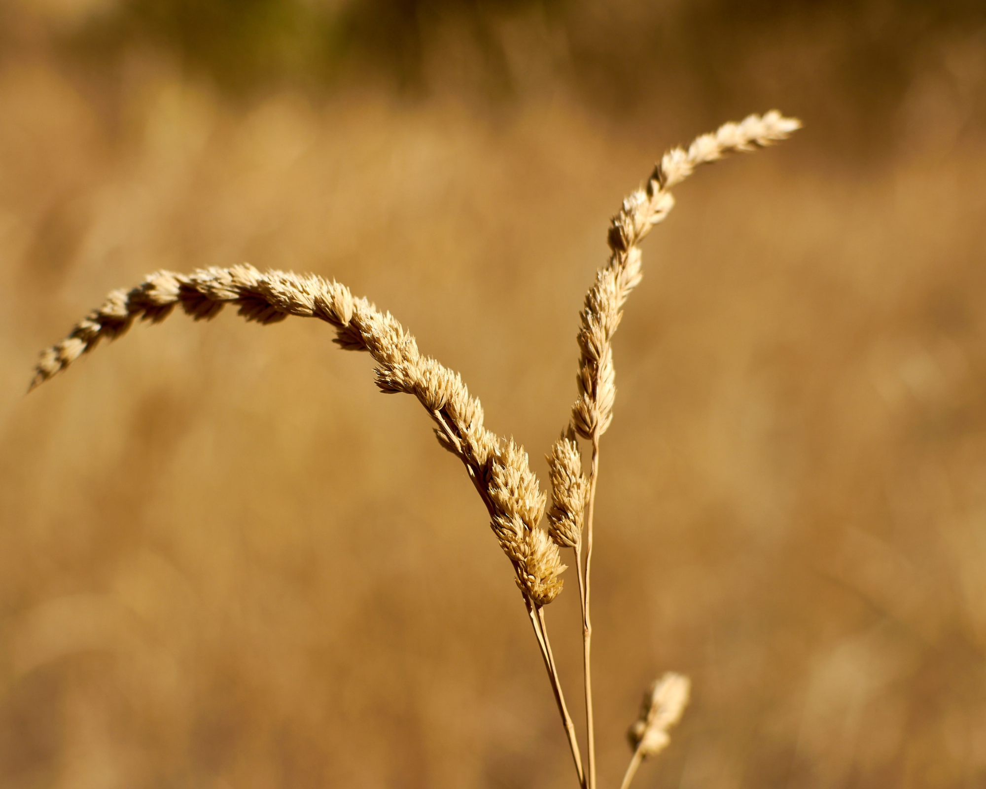 インドで雑穀に恋をした話